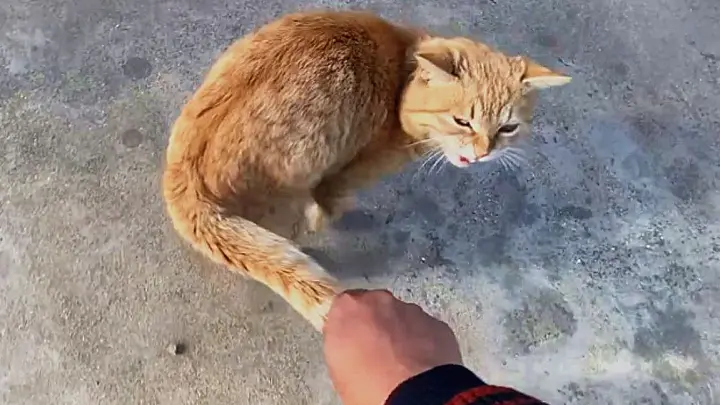 [Animal] Cat: Shit! Let go of my tail!