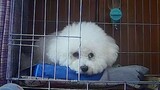 A Shanghai puppy spends 19 days in quarantine