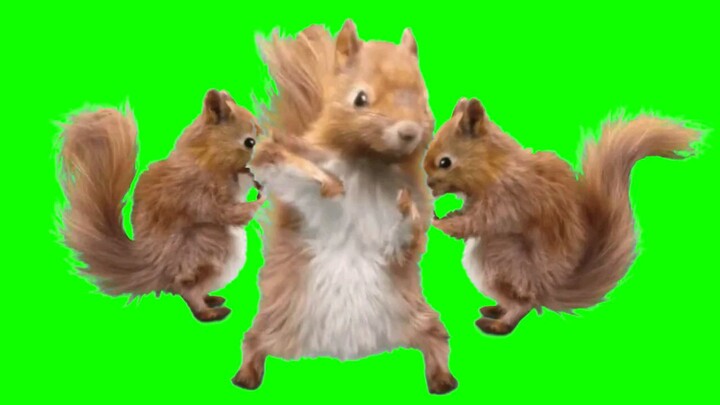 Green Screen Squirrel dancing (download)