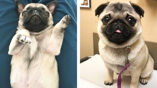 😍 Cute Pug Puppies Make Your Heart Warm 🐶 | Cute Puppies