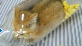 Kucing dan tikus, jangan menipu saya...