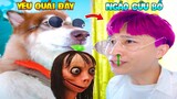 Thú Cưng Vlog | Ngáo Husky Troll Bố #30 | Chó husky vui nhộn thông minh | Dog husky funny smart