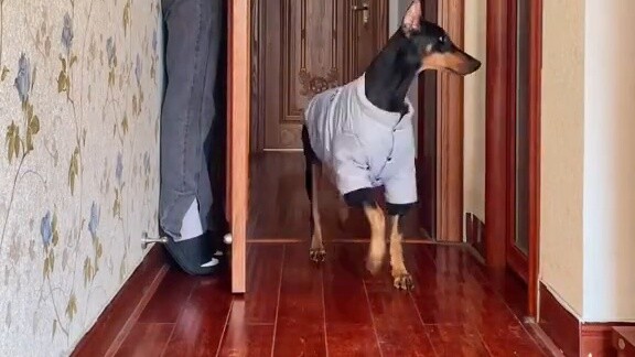 Hide and watch the puppy’s reaction. Hahahaha, go try it on your dog~