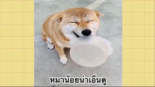 เพื่อนตัวน้อยแสนซน : หมาน้อยน่าเอ็นดู