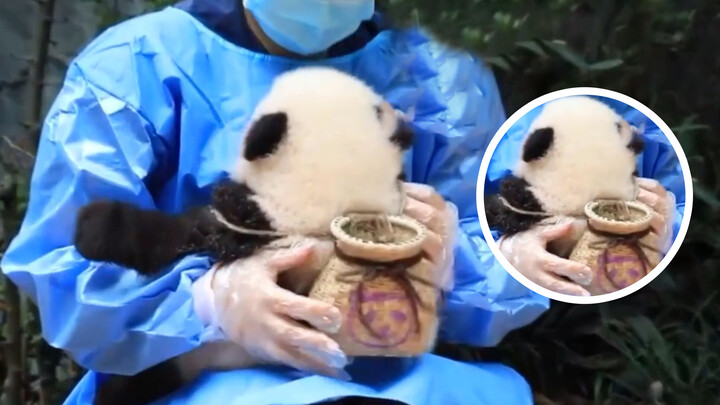 #A Bao si panda #Keranjang ini untuk menampung cinta dari manusia~