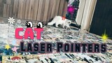 Laser chaser | Cat Vlog #10