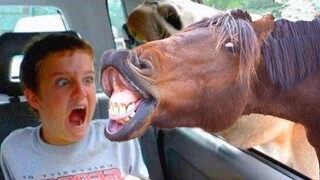 Try Not To Laugh 🤣 - Funniest Animals 🦊- Funny Animals Life 2022 #2