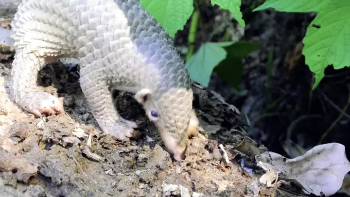 Cute baby pangolin. Pangolins the most trafficked animal on the planet #pangolin