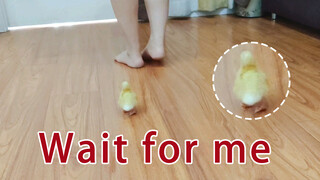 [Call duck] หลังฟักไข่ 12 ชม. ตามติดเจ้าของแจเลย อย่าคิดจะหนีนะ