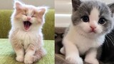 Baby Cats - การรวบรวมวิดีโอแมวเด็กน่ารักและตลก