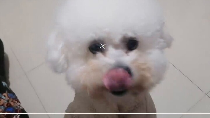[Xiao Te's Diary] [Fake Highlights] As we all know, Theresa is a cute fool