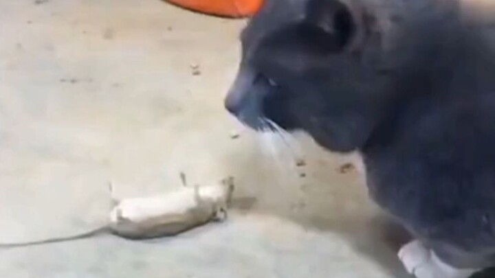 Tikus: Aku yakin kucing ini buta