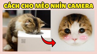 CÁCH GIÚP CÁC BÉ MÈO NHÌN THẲNG VÀO CAMERA  | The Happy Pets #103