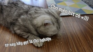 Cho mèo thử catnip ( cỏ mèo ) | LaHa channel