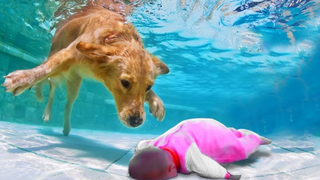 2020 สุนัขปกป้อง สุนัข 🐶💪 วิดีโอที่สิ้นหวังในการปกป้องเด็กทารก 👶!
