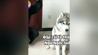 Khi ngáo bị troll . P2 🤣🤣🤣 ngáo husky thucung dog