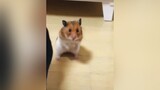 Ánh mắt phán xét pet hamster cute ONhaVanVui