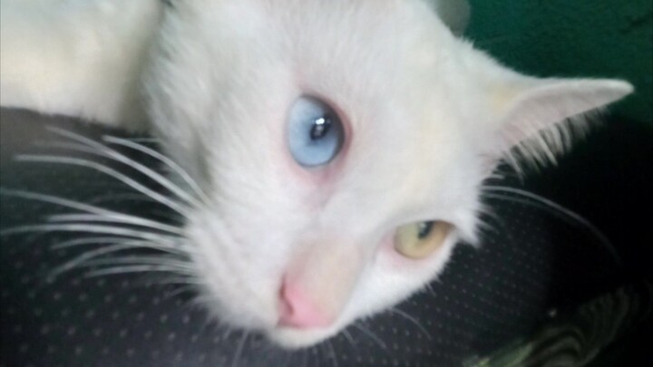 YELLOW BLUE EYE'S CAT