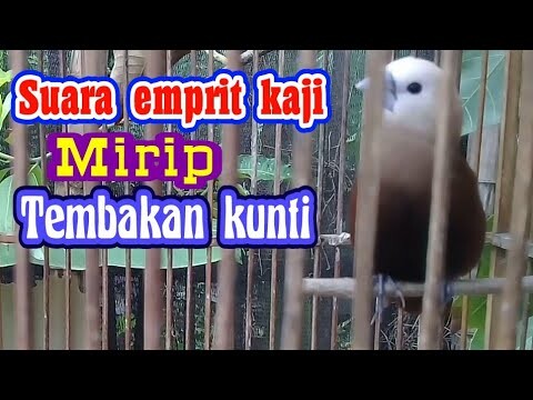suara emprit kaji dewasa belajar tembakan kunti.