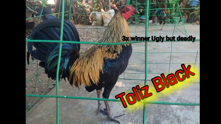 My 3x Winner Toliz Black Highlights