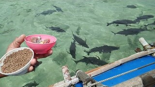 Juag Lagoon Marine Sanctuary. ❤️ Sorsogon. daming isda, sarap sanang mamingwit pero bawal🤣🤣🤣