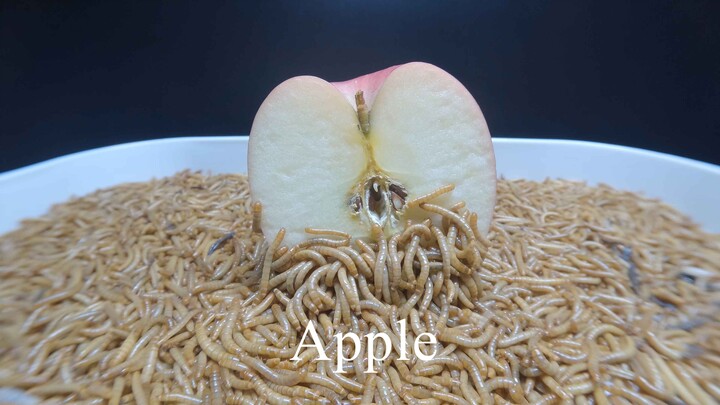 10,000 MEALWORMS vs APPLE
