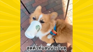 สัตว์เลี้ยงพื่อนขนปุย : สุดคิ้วท์แสนน่าเอ็นดู