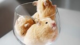 [Animal] 3-Week-Old Hamsters in a Glass