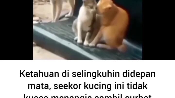 Kucing pun punya perasaan