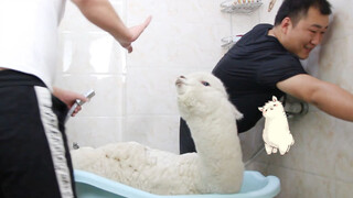 The First and also the Last Time to Wash the Alpaca at Home