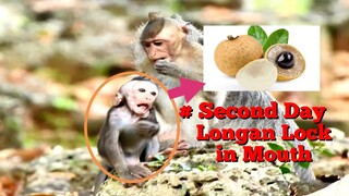 Second Day Baby Monkey Lock Longan in Mouth,Very Pity This is Difficult to Return Longan to Out side