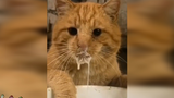 [Động vật]Mèo con bị bắt gặp đang lén lút uống sữa