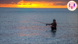 Catching Seafood  ASMR Relaxing Catch Shark  Catch Fish Deep Sea Mons#405