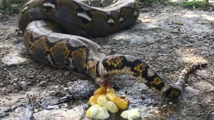 [Funny] Python answering the call of nature