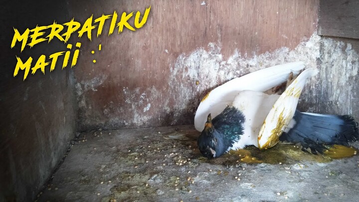 MERPATIKU MATI - MERPATI ENDEMIK SONGKOP