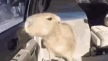 capybara