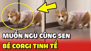 Chú Corgi RÓN RÉN như mèo vì muốn đến NGỦ CHUNG với Sen 🥰 | Yêu Lu