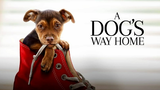 A Dog's Way Home2019 ‧ Family/Adventure