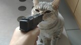 Động vật|Chĩa súng đồ chơi vào mèo