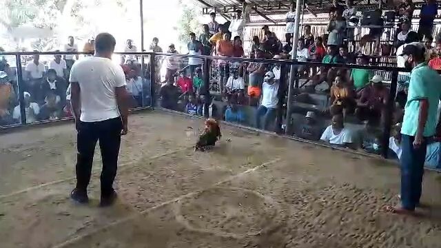 bulik ni lobat 5xwinner 2nd fight