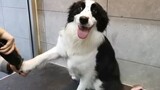Good and Quiet Border Collie Smiles at the Keeper