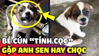 Chiếc cún TÍNH CỌC và con sen THÍCH TRÊU CHỌC khiến nhiều người thích thú 😅 | Gâu Đần