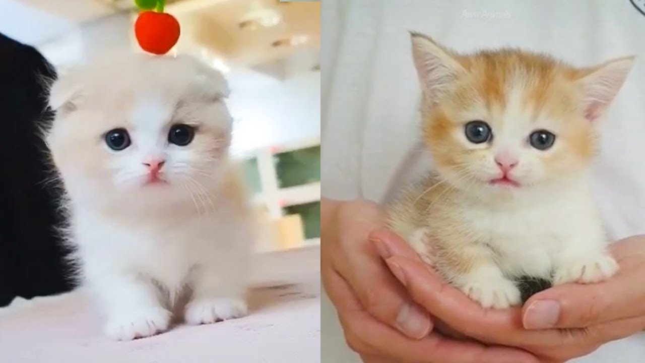 Baby Cats - Cute and Funny Cat Videos Compilation #10 | Aww Animals - Bilibili Baby Cats - Cute and Funny Cat Videos Compilation #10 | Aww Animals - Bilibili