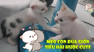 2 Mèo Con Đùa Giỡn Nhau Vui Chơi Như Thế Nào?