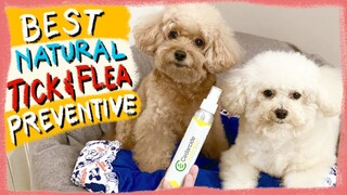 Cedarcide Tickshield for Dogs & Cats Review | Best Anti-Tick and Flea Spray | The Poodle Mom