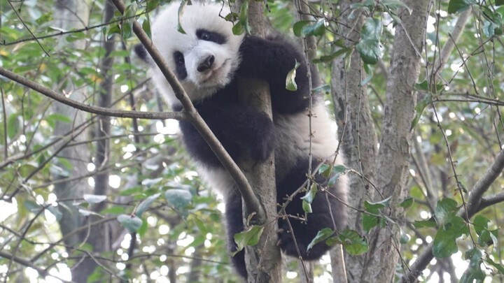 Sayangmu Barusan Tergelincir dari Pohon... (Kompilasi iPanda & Pandapia)