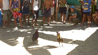 Isa Sa Pinaka Paborito Kong Manok Hiraw Lang salakam!