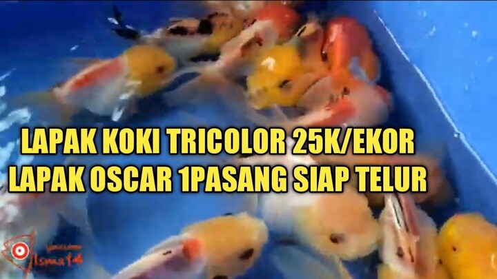 PASAR IKAN HIAS PARUNG KOKI TRICOLOR + OSCAR SEPASANG