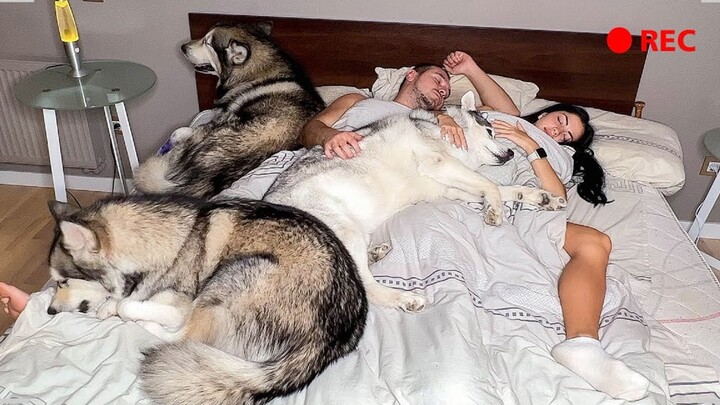 [Animals]What would Huskies do when you are asleep?