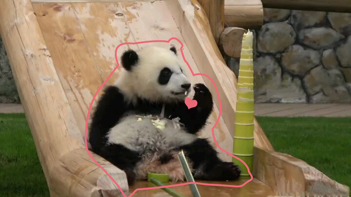 Bayi panda menemukan rebung kualitas tinggi, tak rela untuk memakannya.